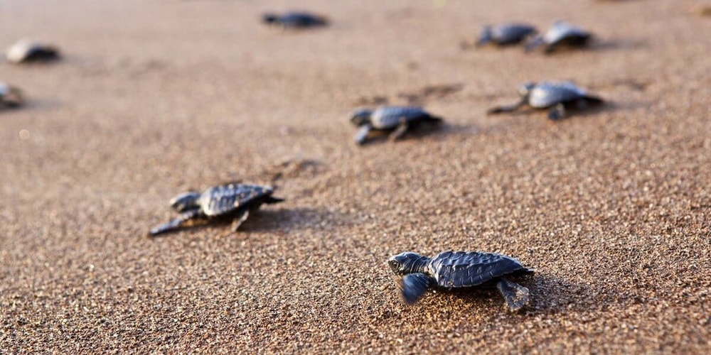 Olive Turtles Nesting Goa